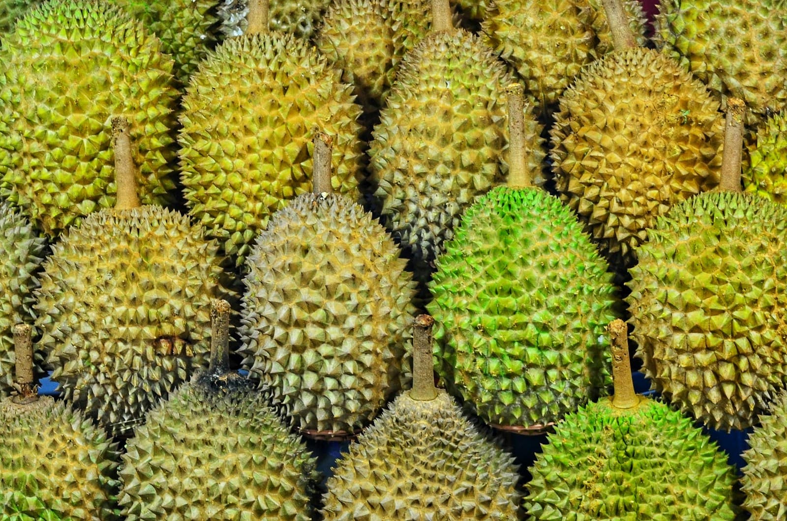 Rows of whole green and yellow durians stacked on a market stall in Malaysia, stems pointing up